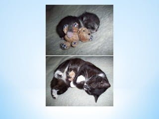 Cute Creatures 