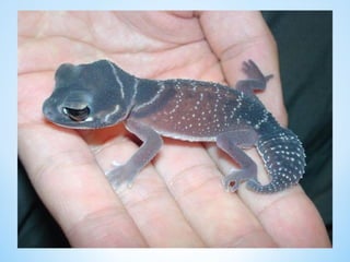 Cute Creatures 