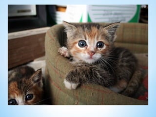 Cute Creatures 
