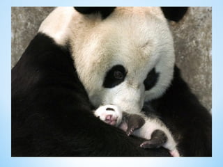 Cute Creatures 