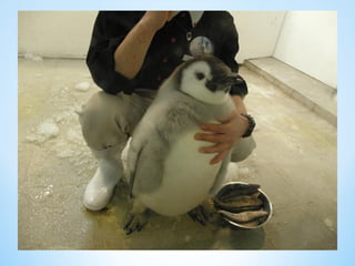 Cute Creatures 
