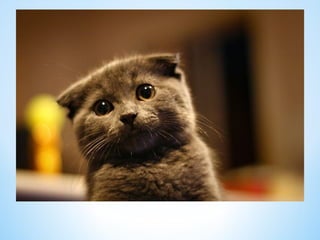 Cute Creatures 