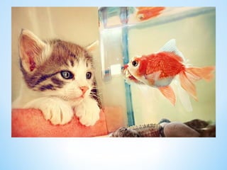 Cute Creatures 