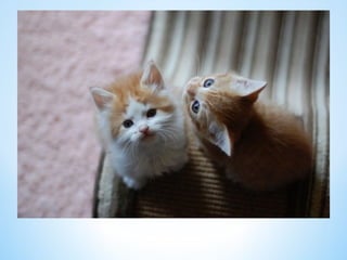 Cute Creatures 