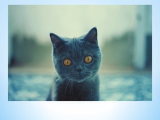 Cute Creatures 