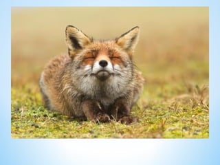 Cute Creatures 