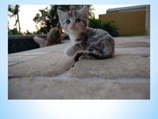 Cute Creatures 
