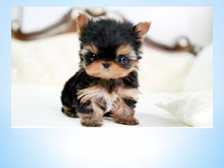 Cute Creatures 