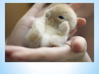 Cute Creatures 