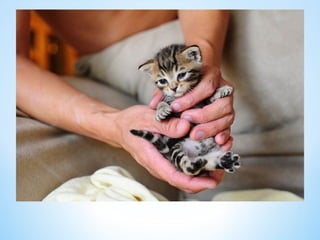Cute Creatures 