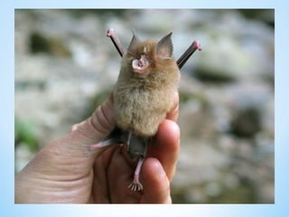 Cute Creatures 