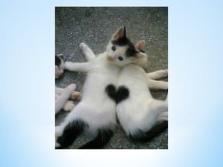 Cute Creatures 