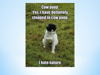 Cute Creatures 