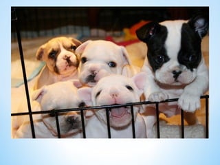 Cute Creatures 