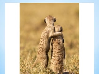 Cute Creatures 