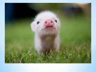 Cute Creatures 