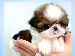 Cute Creatures 