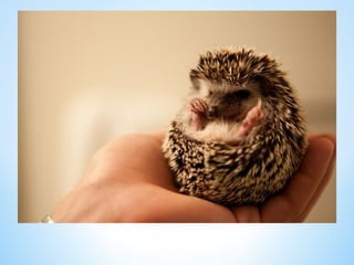 Cute Creatures 
