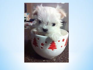 Cute Creatures 