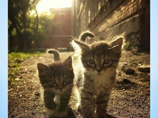 Cute Creatures 