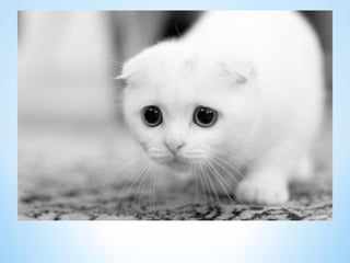 Cute Creatures 