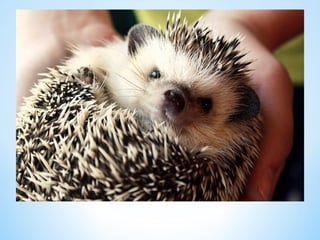 Cute Creatures 