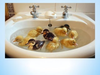 Cute Creatures 