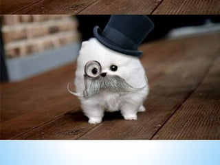 Cute Creatures 
