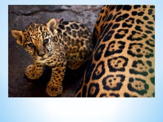 Cute Creatures 