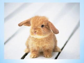 Cute Creatures 