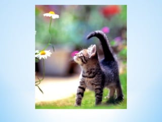 Cute Creatures 