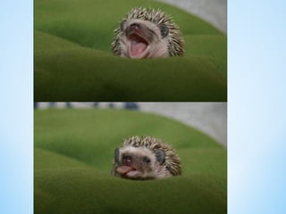 Cute Creatures 