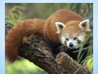 Cute Creatures 