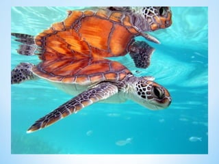 Cute Creatures 