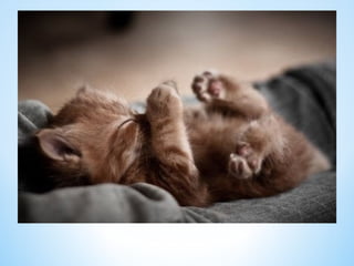 Cute Creatures 