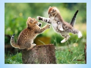 Cute Creatures 