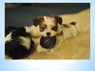 Cute Creatures 