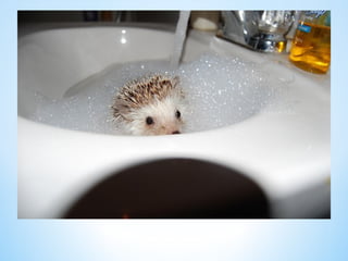 Cute Creatures 