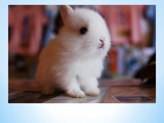 Cute Creatures 