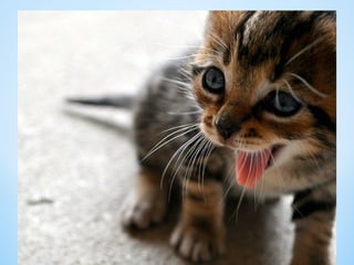 Cute Creatures 