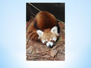 Cute Creatures 