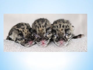 Cute Creatures 