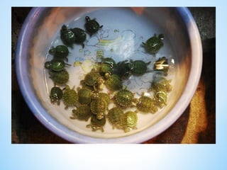 Cute Creatures 