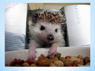 Cute Creatures 