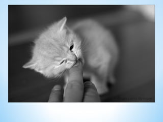 Cute Creatures 