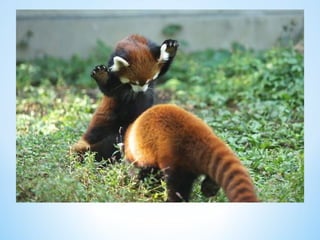 Cute Creatures 