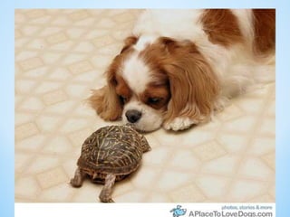 Cute Creatures 