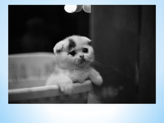 Cute Creatures 
