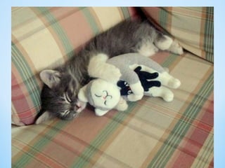 Cute Creatures 
