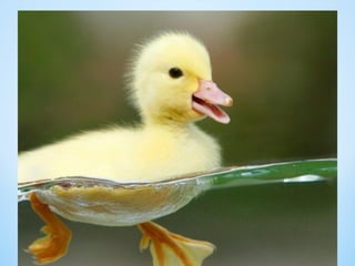Cute Creatures 
